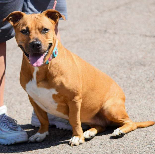 American Staffordshire Terrier Hound Mix