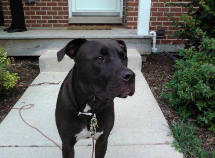 American Staffordshire Terrier Lab Mix Puppies