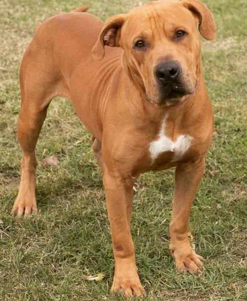 American Staffordshire Terrier Rhodesian Ridgeback Mix