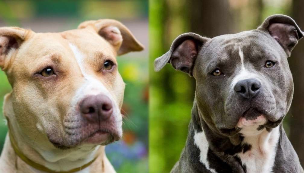 American Staffordshire Terrier Vs Pit Bull Terrier