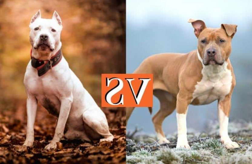 American Staffordshire Terrier vs Pitbull Terrier