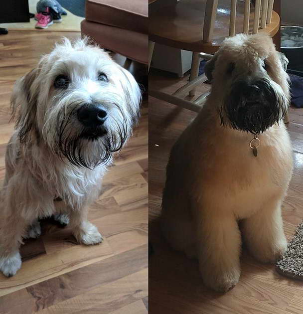 American Wheaten Terrier