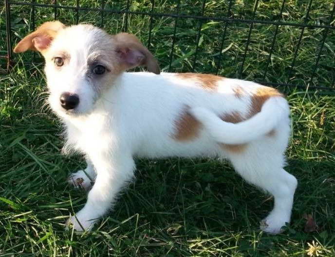 Australian Terrier Poodle Mix