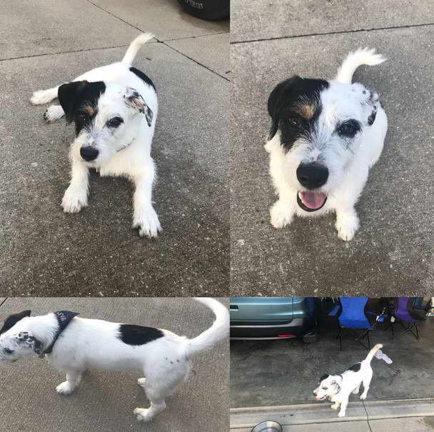 Basset Hound Jack Russell Terrier Mix