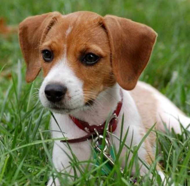 Beagle Jack Russell Mix