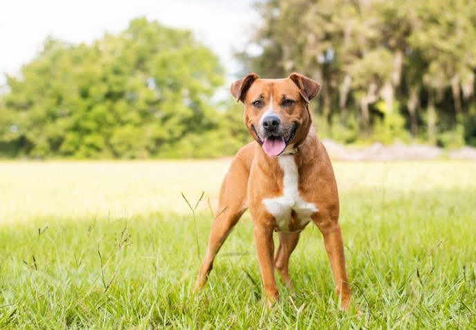 Beagle Staffordshire Terrier Mix