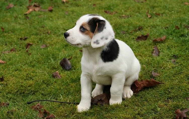 Beagle Terrier Mix Dog