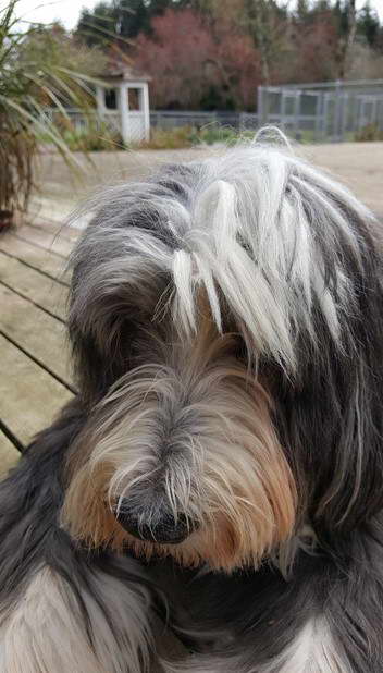 Bearded Collie Terrier Mix