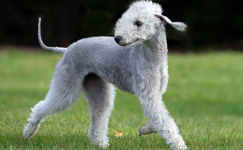 Bedlington Terrier Colors