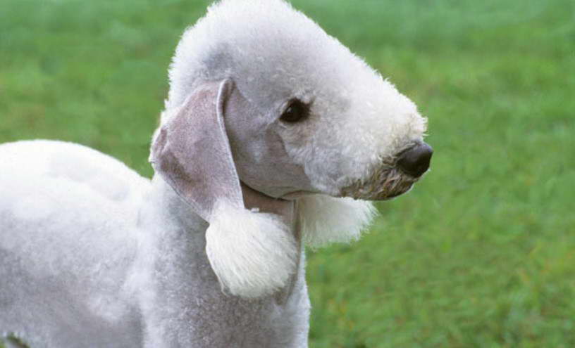 Bedlington Terrier Cost