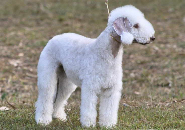 Bedlington Terrier Hypoallergenic.