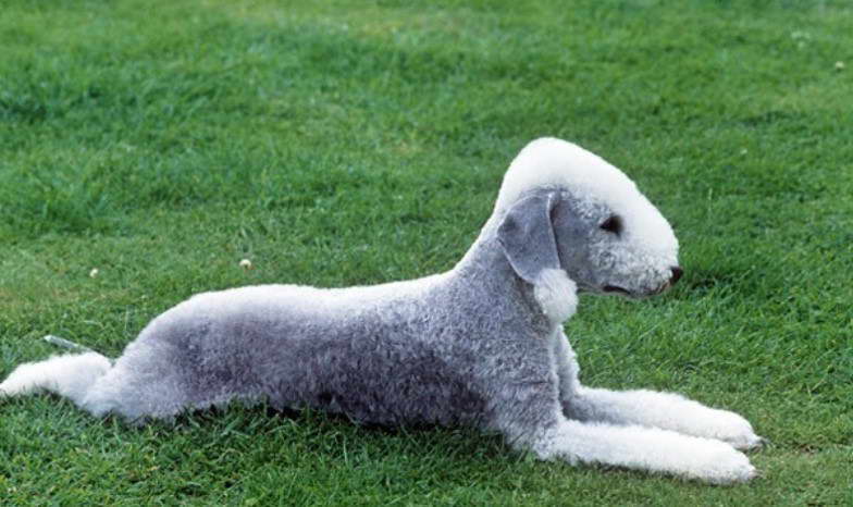 Bedlington Terrier Size