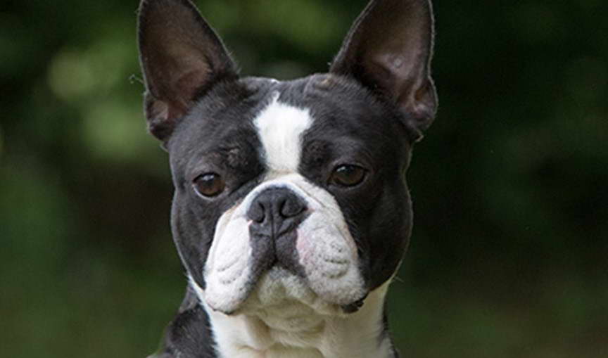 Best Boston Terrier Breeders