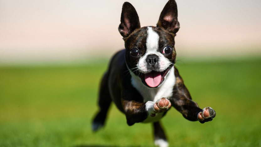 Best Brush For Boston Terrier