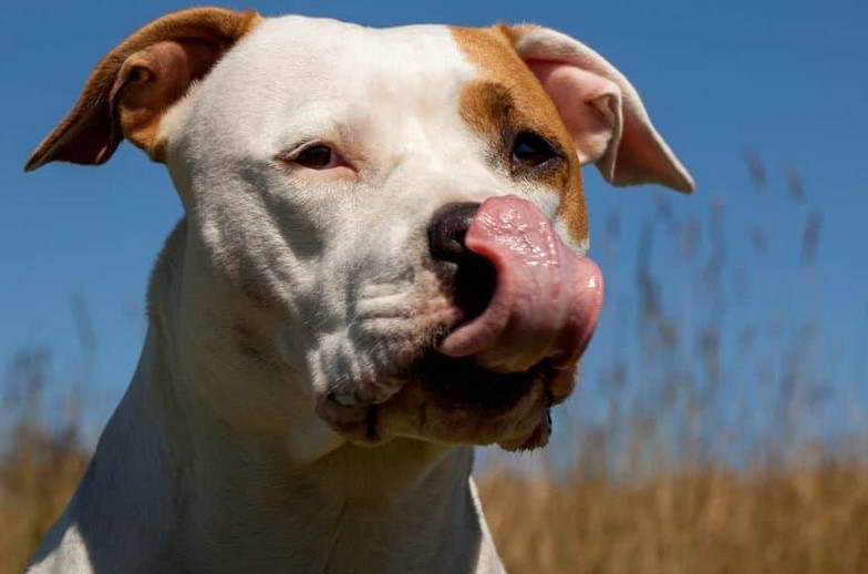 Best Dog Food For American Staffordshire Terrier