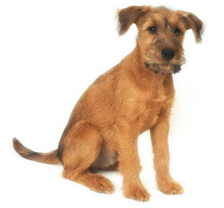 Black And Tan Irish Terrier