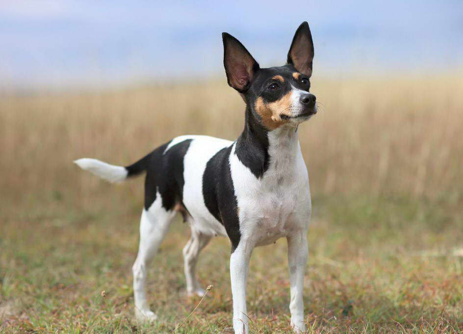 Black And White Fox Terrier