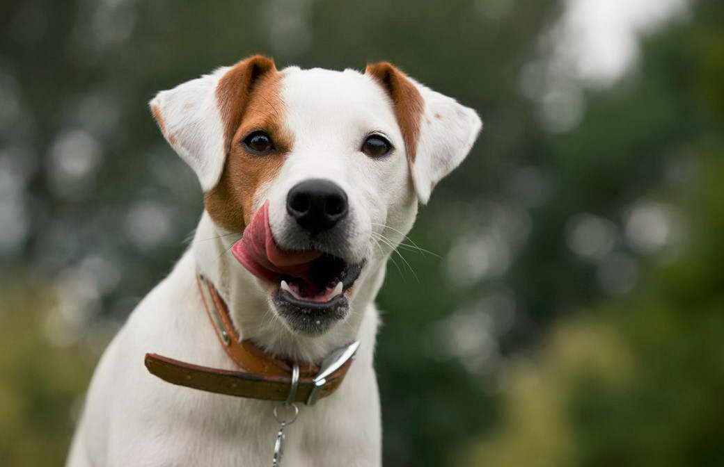 Black And White Parson Russell Terrier