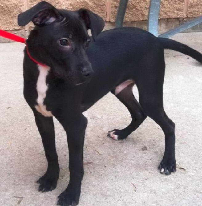 Black Lab Jack Russell Terrier Mix