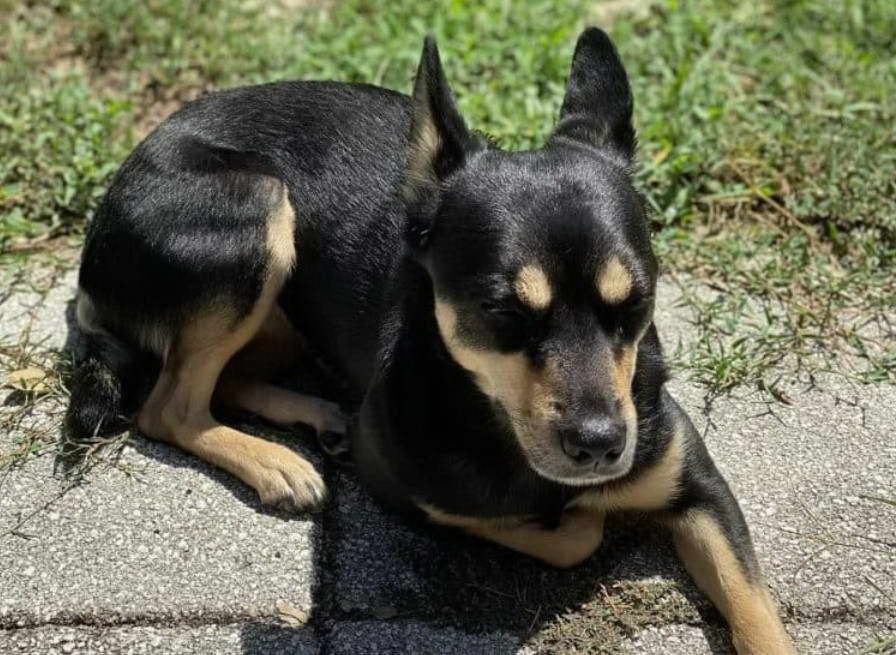 Black Rat Terrier Mix