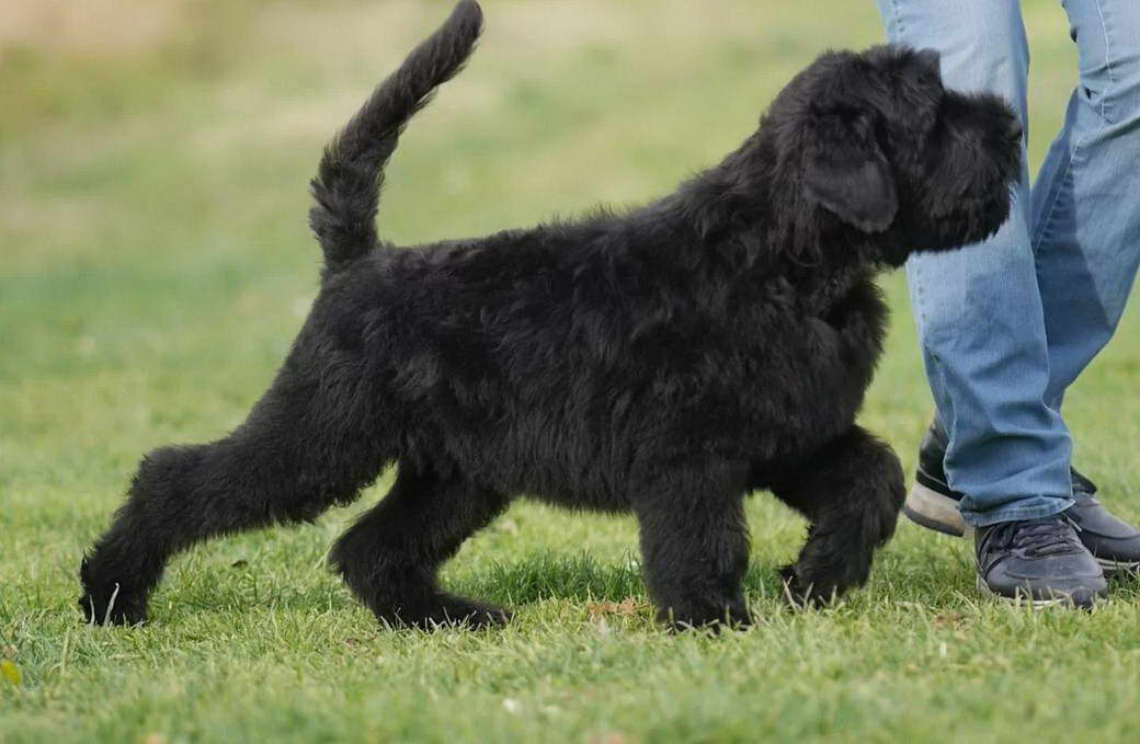 Black Russian Terrier Rescue