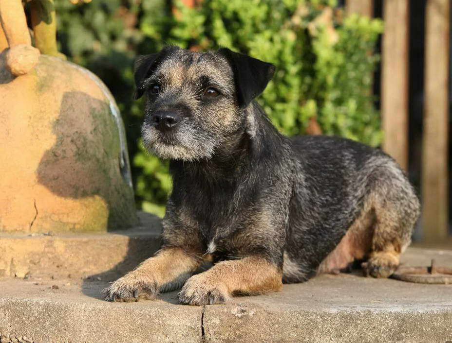 Blue And Tan Border Terrier