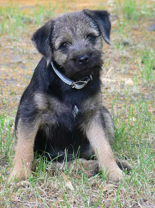 Blue Border Terrier