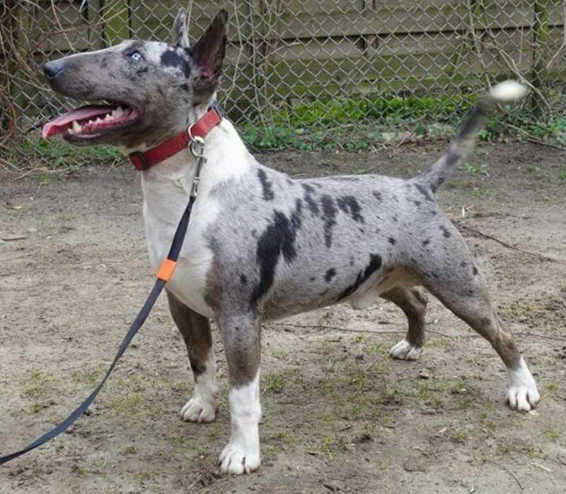 Blue Merle Bull Terrier