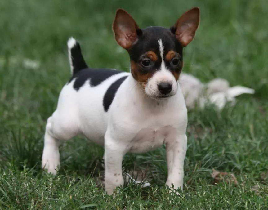 Blue Rat Terrier For Sale