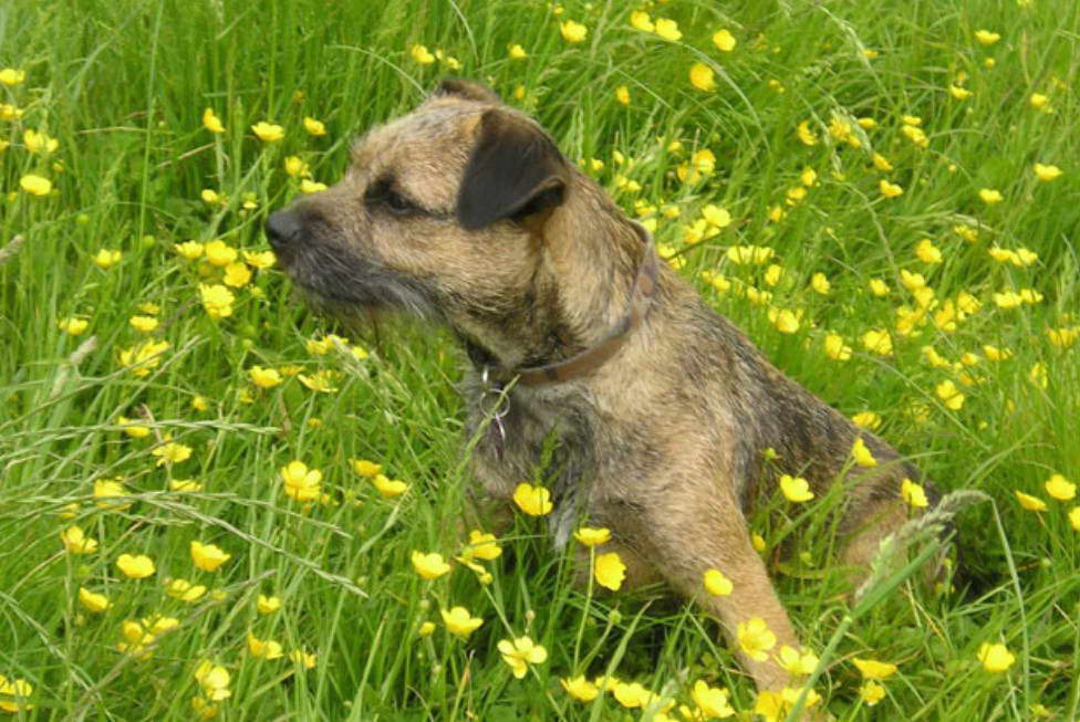 Border Terrier Breeders New England