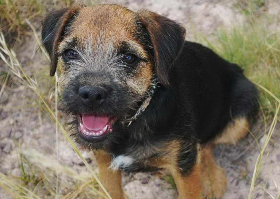 Border Terrier For Sale Near Me