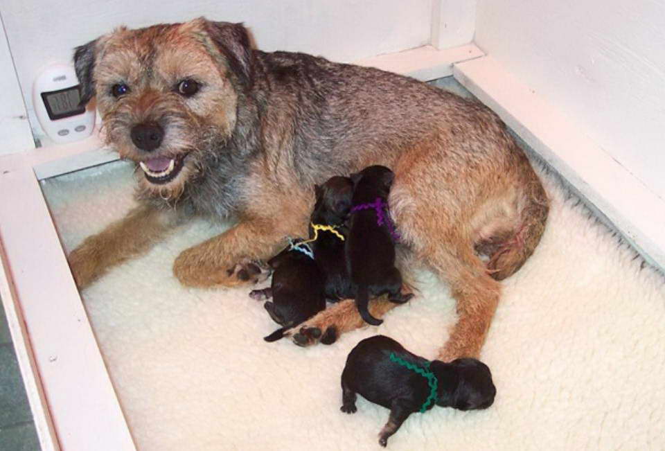 Border Terrier Puppies For Sale Near Me