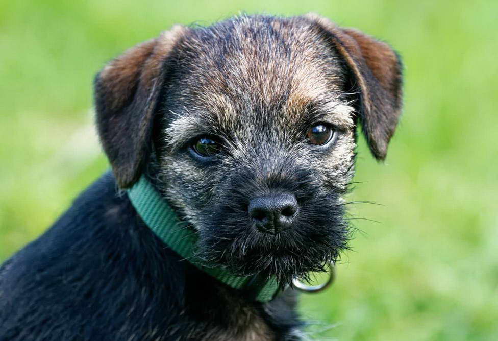 Border Terrier Rescue Near Me