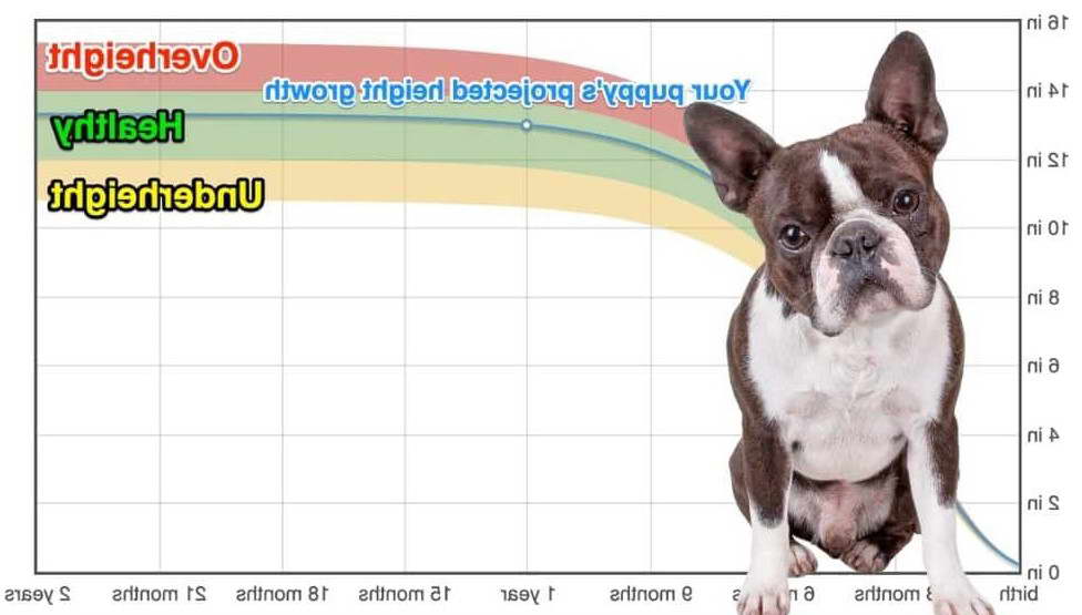 Boston Terrier Age Chart