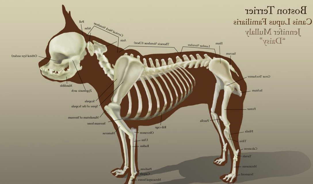 Boston Terrier Anatomy