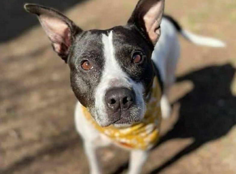 Boston Terrier And Rat Terrier Mix