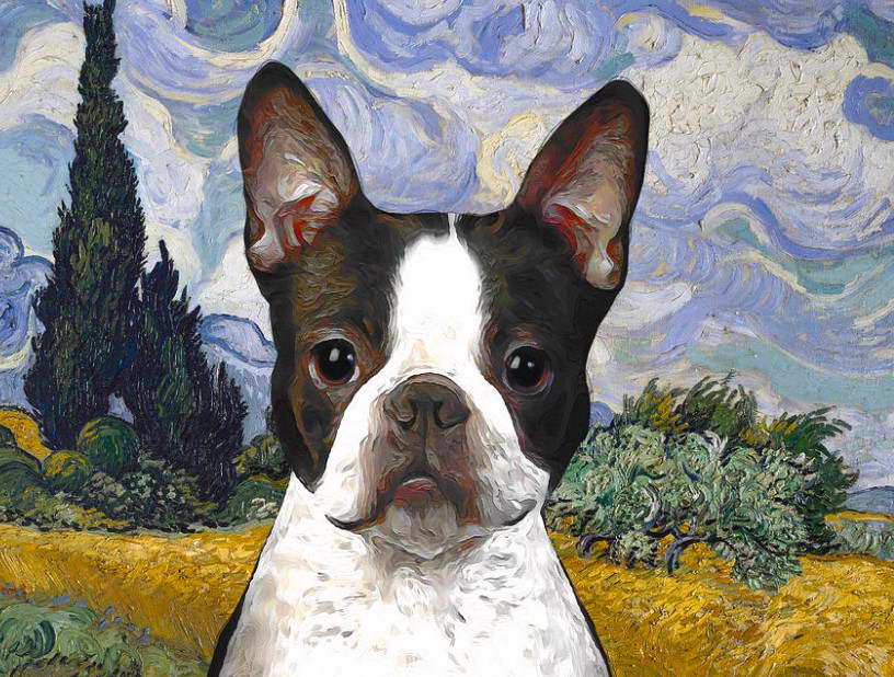 Boston Terrier Artwork