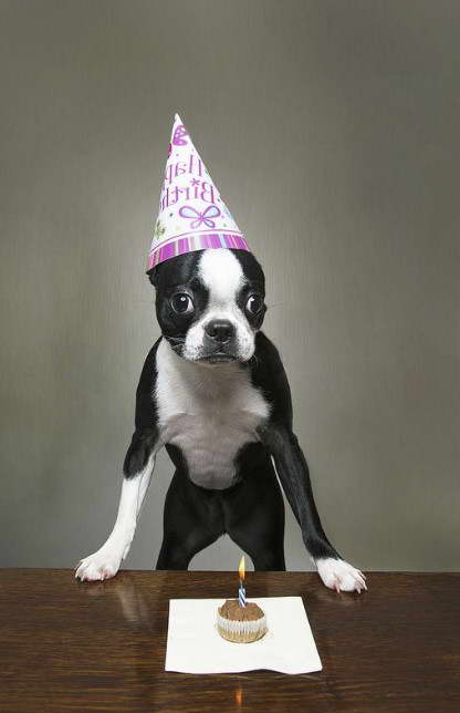 Boston Terrier Birthday Gif