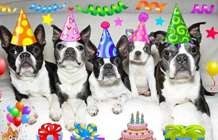 Boston Terrier Birthday Meme