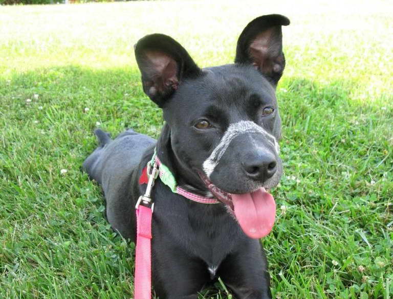 Boston Terrier Black Lab Mix