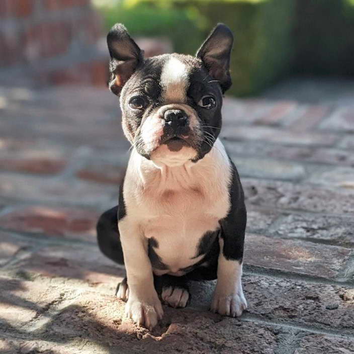 Boston Terrier Boy Names