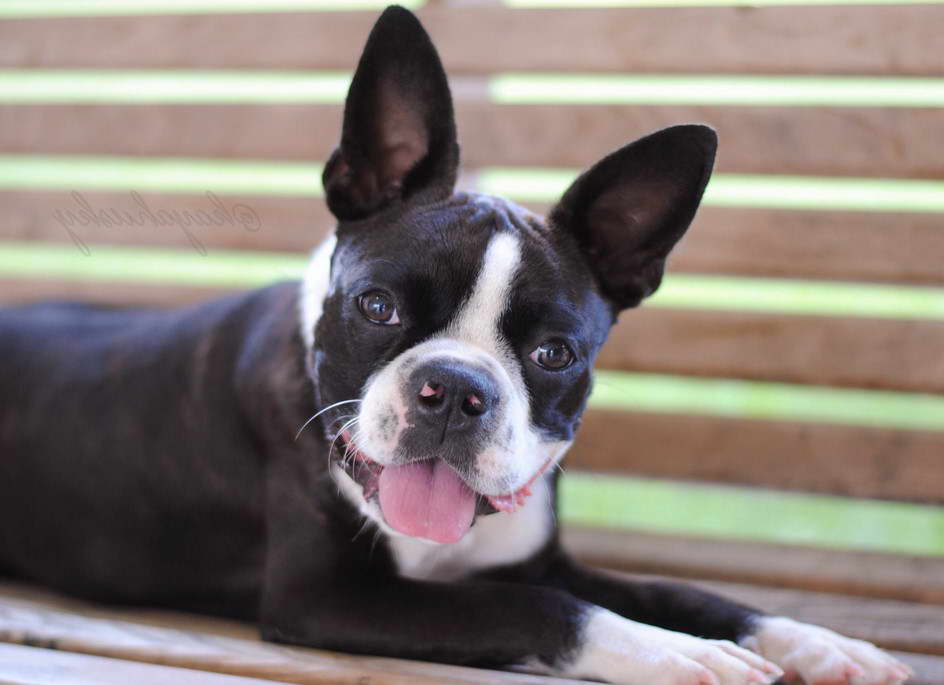 Boston Terrier Breeders Alabama