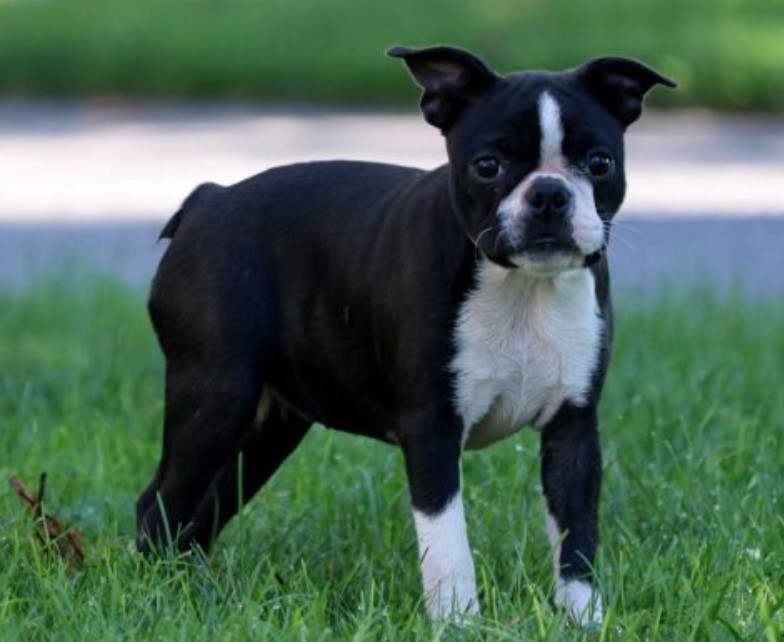 Boston Terrier Breeders in NH