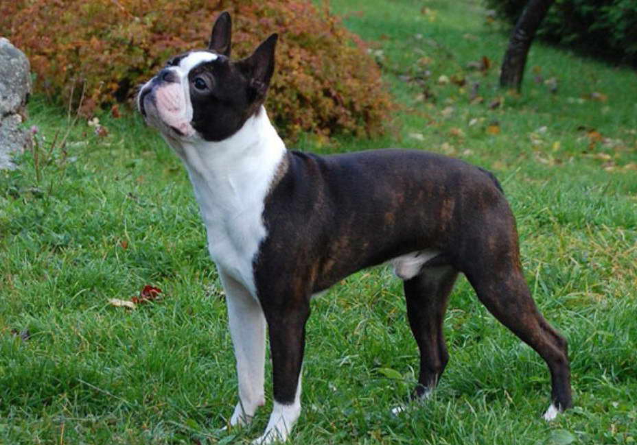 Boston Terrier Breeders in SC