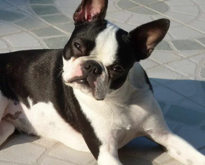 Boston Terrier Breeders Midwest