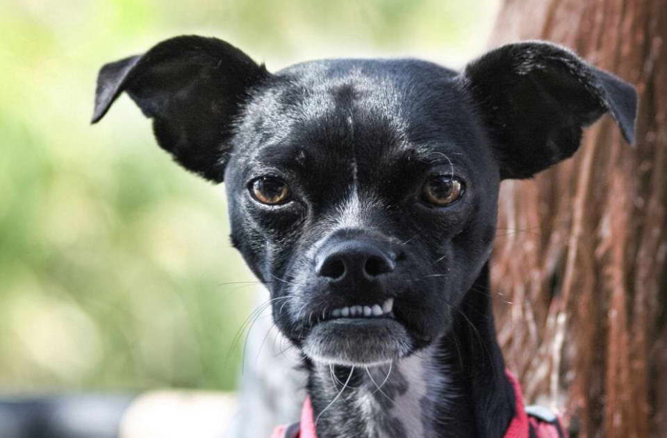 Boston Terrier Chihuahua Mix Puppies For Sale