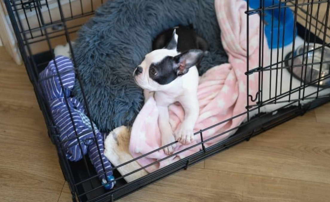 Boston Terrier Crate Size