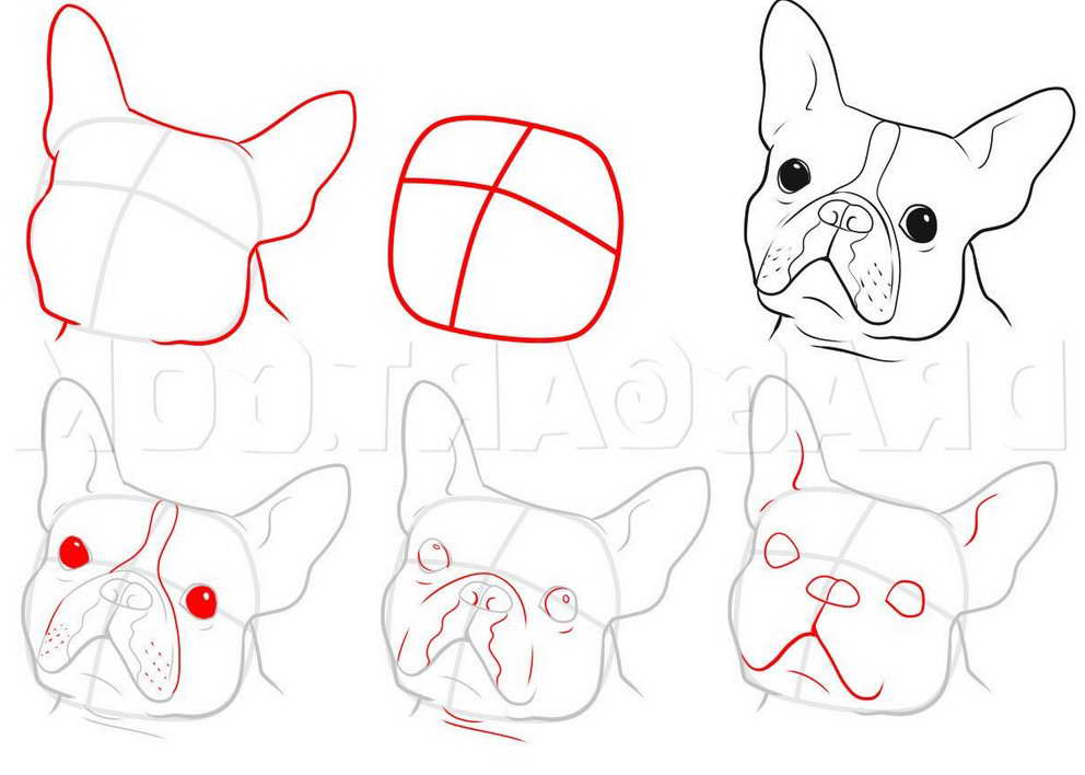 Boston Terrier Drawing Easy