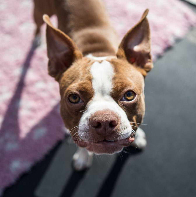 Boston Terrier For Sale Oregon