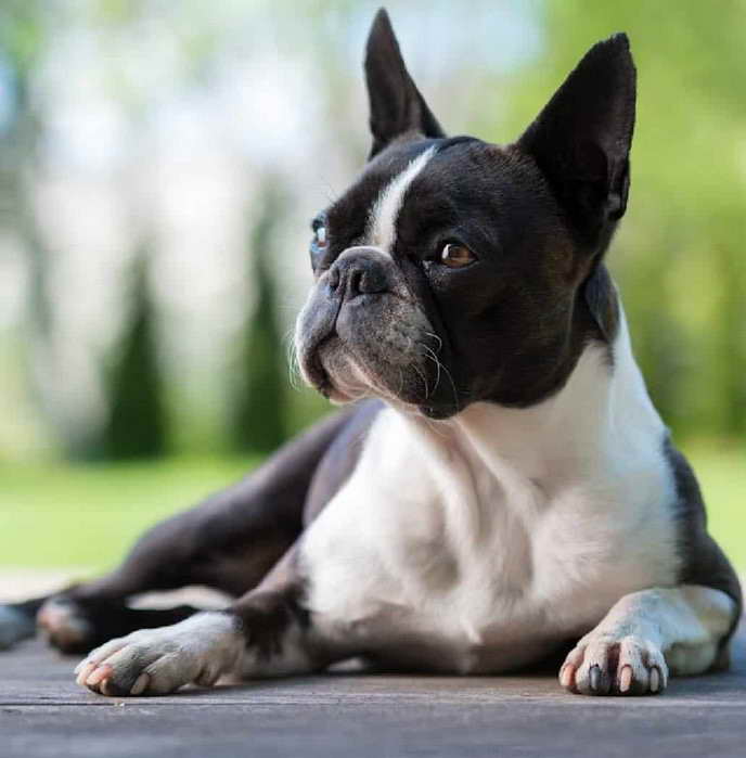 Boston Terrier For Sale TN